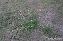 VBS_5384 - La solita strada... il grano da crescere, i campi da arare...